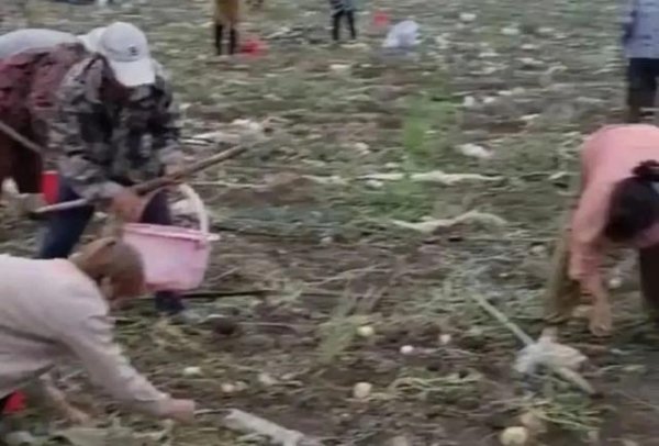 大牛时代配资 专抢承包户，村民怎么想的